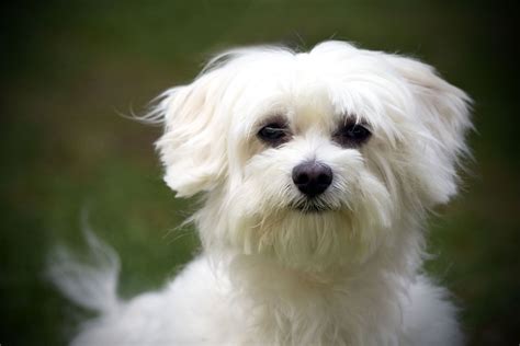 types of maltese dogs.